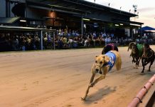 Spectators welcomed back to Sale greyhounds
