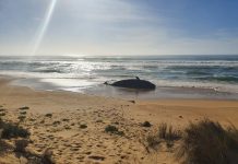 Shark activity expected