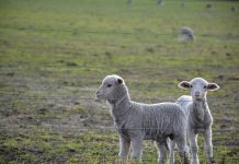 Rabobank brings farm financial skills to Gippsland