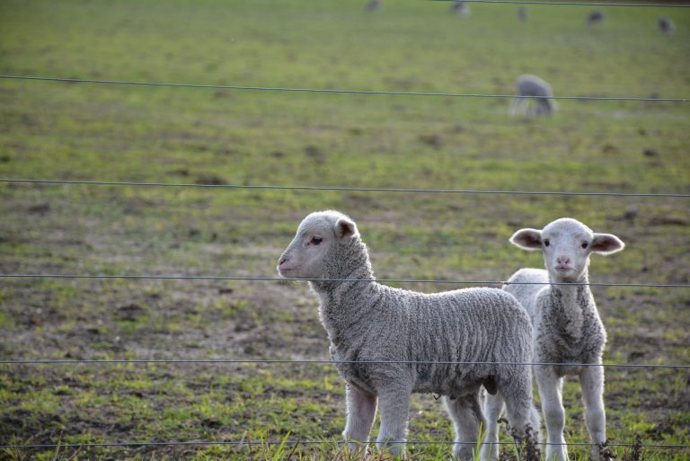 Trade bans are adding to headaches for farmers
