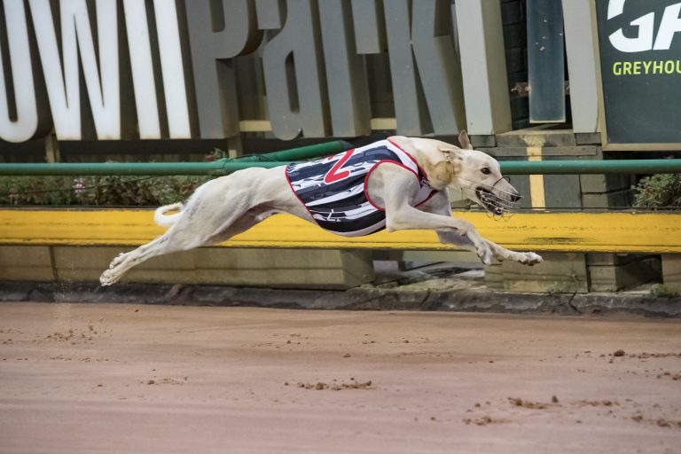 Catch The Thief runner-up in the Adelaide Cup