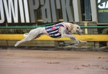 Catch The Thief chasing Shepparton Cup win