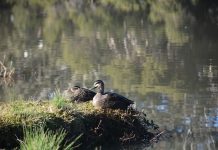 Reduced duck season announced