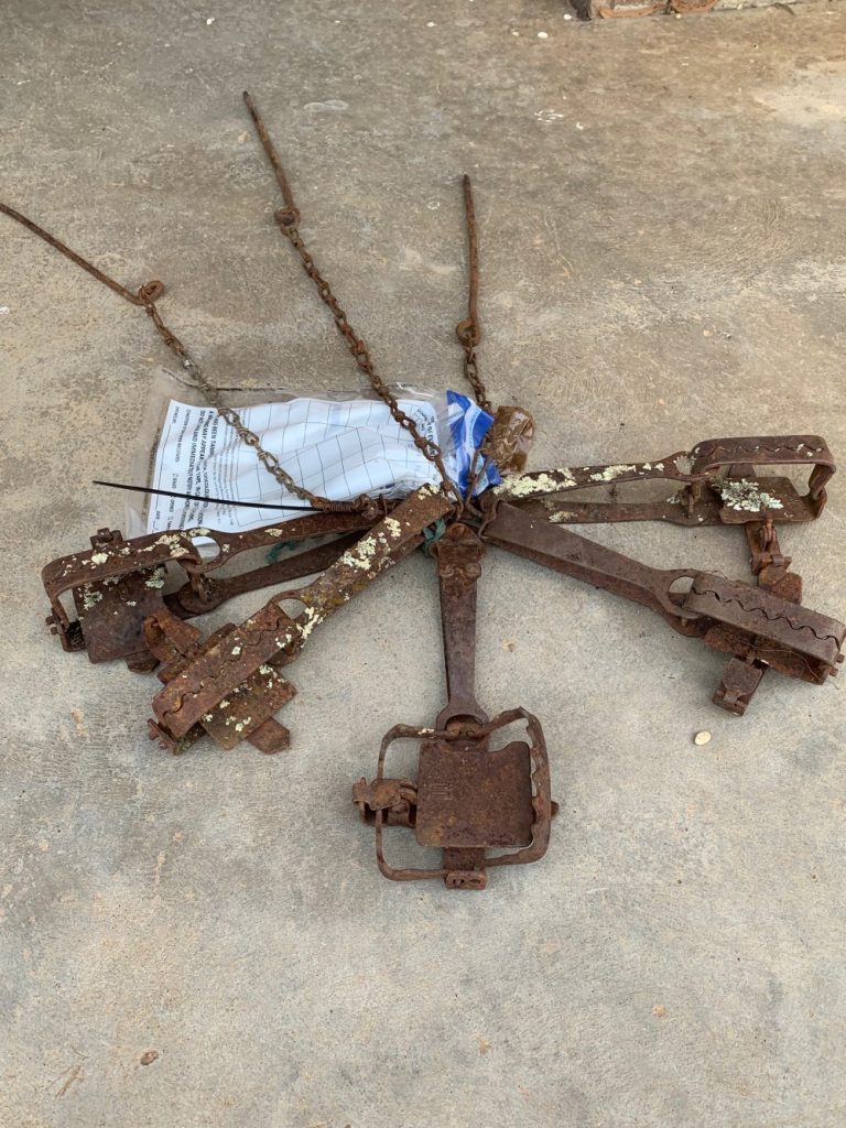 Cruel traps snare family pet and native fauna