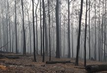 Local forestry expert: policy is meant to reduce bushfires, not rely on them
