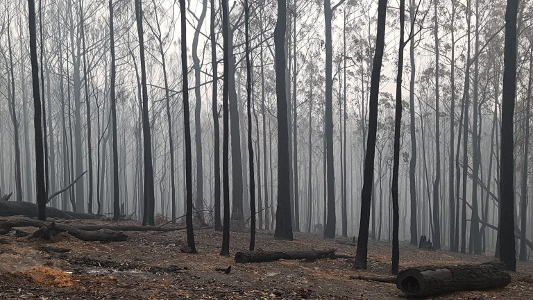 Local forestry expert: policy is meant to reduce bushfires, not rely on them