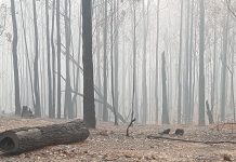 Burnt timber to be salvaged