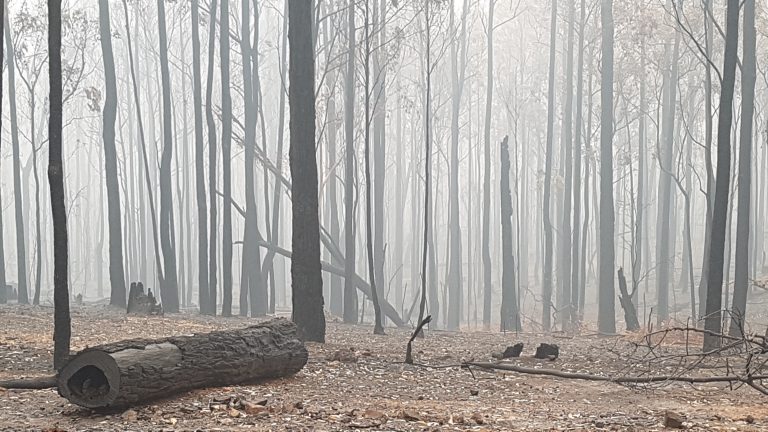 Burnt timber to be salvaged