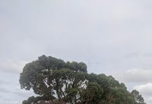 Land sales driven by a strong rural sector