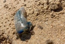 Beware bluebottles at beaches