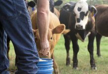 MLA calls for solution on council rate increases for farmers