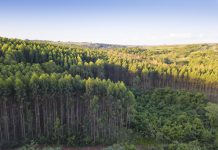 Plantation expressions of interest announcement too little, too late