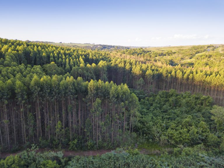 Plantation expressions of interest announcement too little, too late