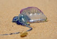 The bluebottles are back