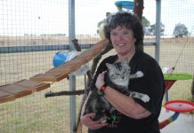 Volunteer perks include snugs and cuddles