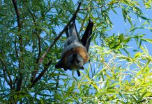 Music festival cancelled