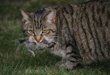 Council to consider possibility of cat curfew