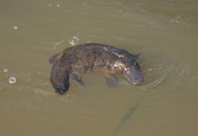 Platypus drowns in fishing net in the Thomson River