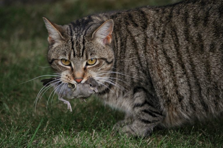 Duck hunting season should be replaced by feral cat hunting
