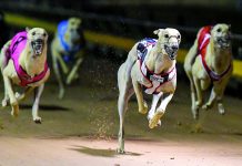 Locals dogs with chance to be a Speed Star