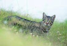 Felixer trials bring hope for protecting wildlife