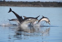 More funding needed to protect marine life