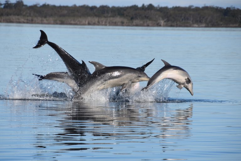 The deaths of Burrunan dolphins investigated