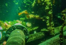 New partnership looks at oil, gas marine life