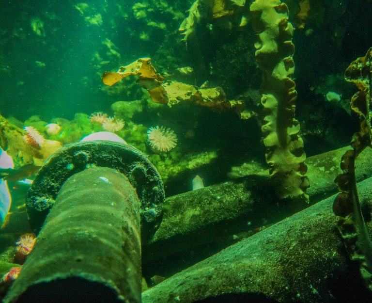 New partnership looks at oil, gas marine life