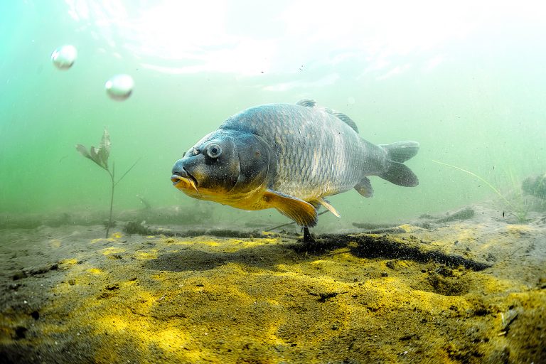 Carp infestation worsens, but no news on carp virus