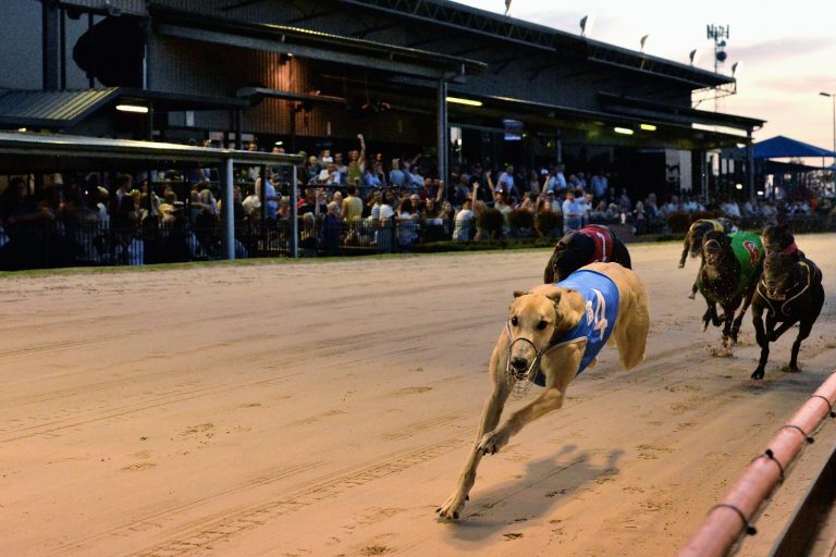 Lot Coin Babe takes out Sale Cup Prelude