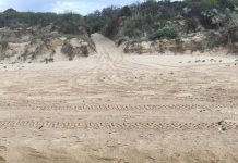 Illegal buggy driving rips up Glomar Beach