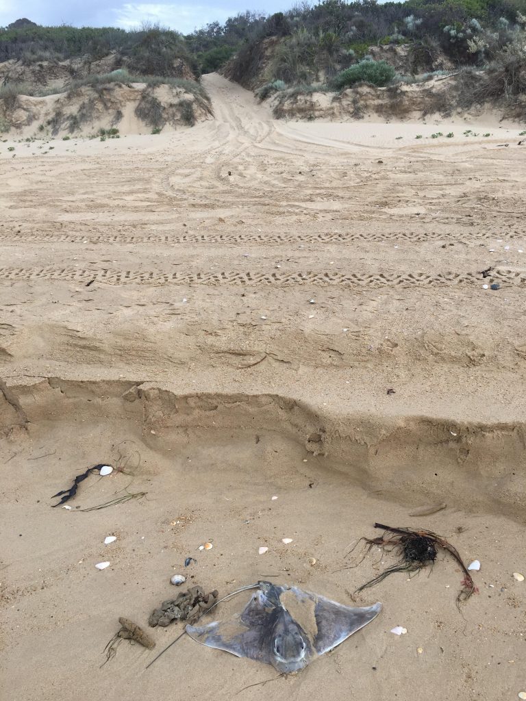 Illegal buggy driving rips up Glomar Beach
