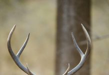 Better management of our native forests is needed: Howitt Society