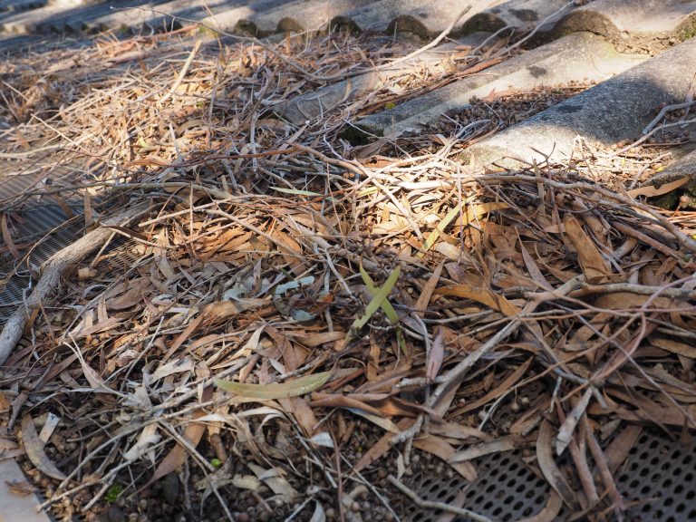 Melburnians can visit to clean up their Wellington Shire properties