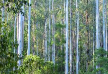 MLA attacks govt’s green group support