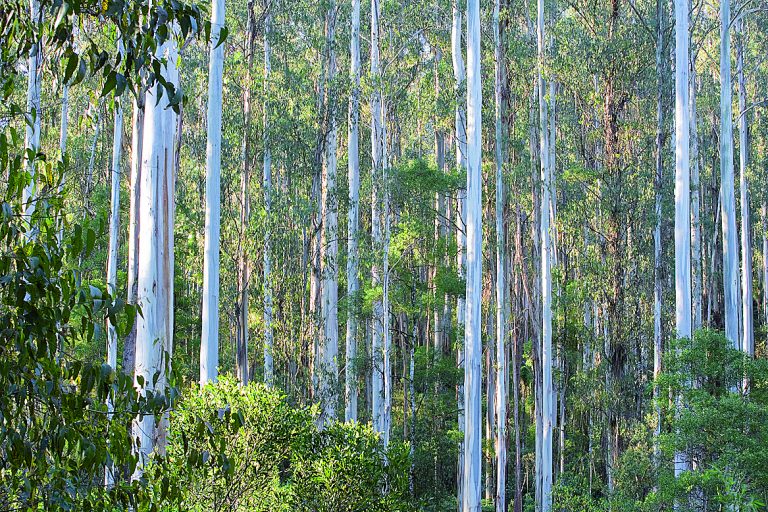 MLA attacks govt’s green group support