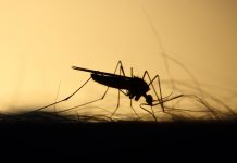 Ross River virus detected in local mosquitoes
