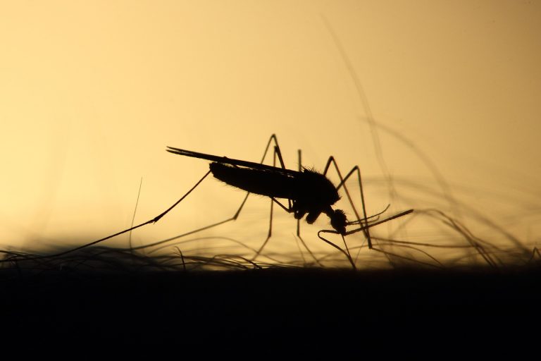 Ross River virus detected in local mosquitoes