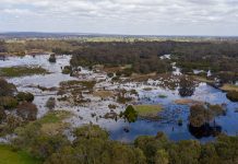 Drinking in the spring rain