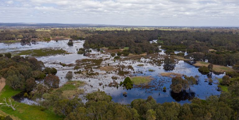 Drinking in the spring rain