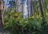 Forestry funding investment announced