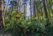 South East Timber Association urges state government to abandon residual risk policy