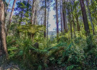 Forestry funding investment announced