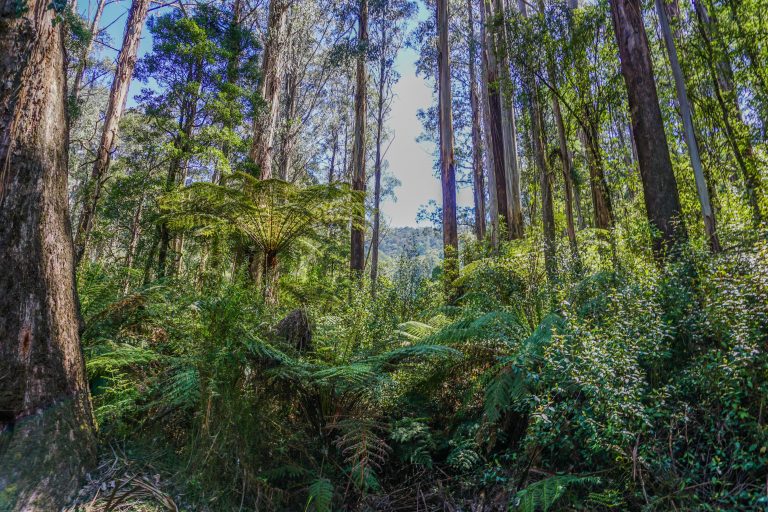 Forestry leaders: ‘Audit management of all reserves and parks, not just production forests’