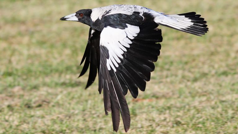 Pleas to stop feeding, interacting with birds