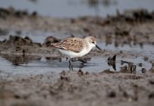 International visitors flock to Gippsland