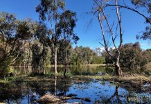 Don’t walk dogs in the Sale Common