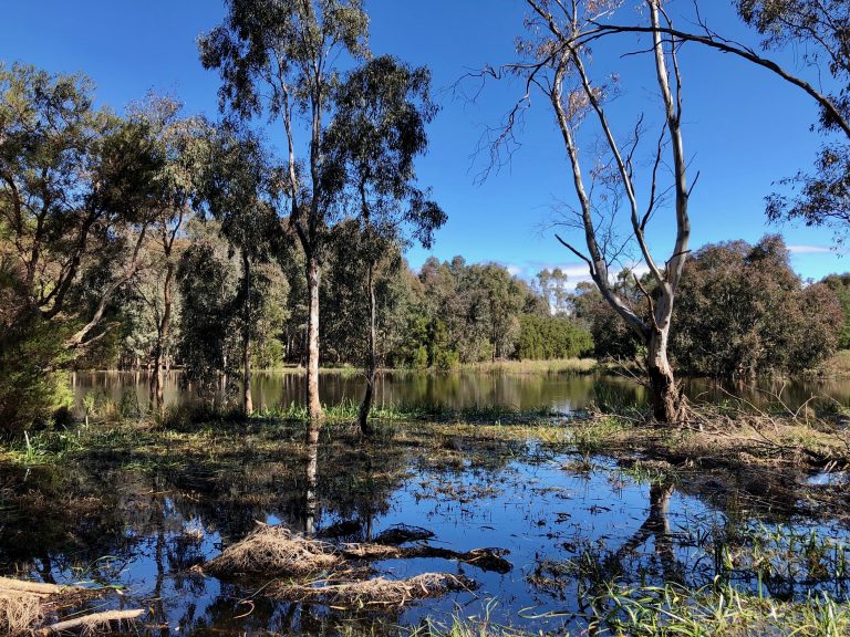 Don’t walk dogs in the Sale Common