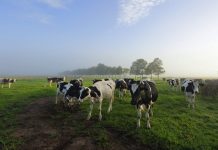 WorkSafe inspectors here to help prevent farm accidents